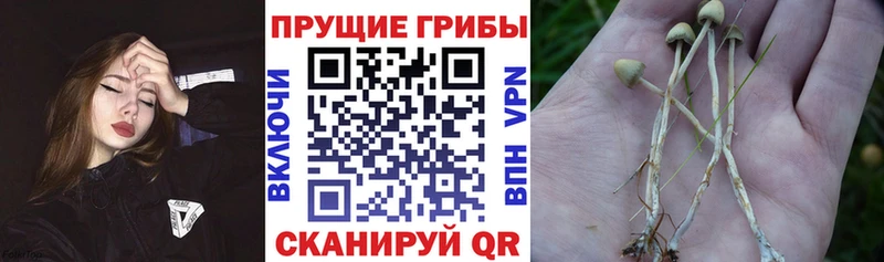 Псилоцибиновые грибы прущие грибы  где можно купить наркотик  Далматово 